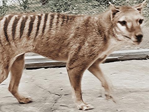 Colourised image of a thylacine in a pen at Hobart Zoo