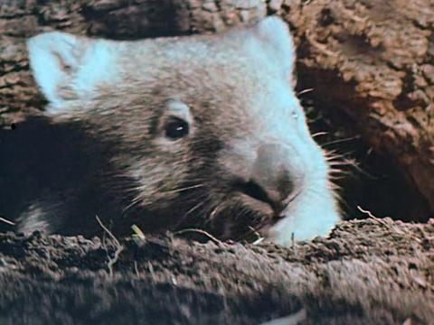 Close up of a wombat sticking its head up from between some dirt and a log.