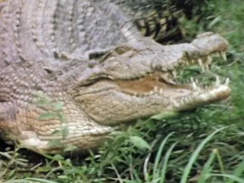 Close up of a large crocodile in long grass with its mouth slightly open showing it's teeth.