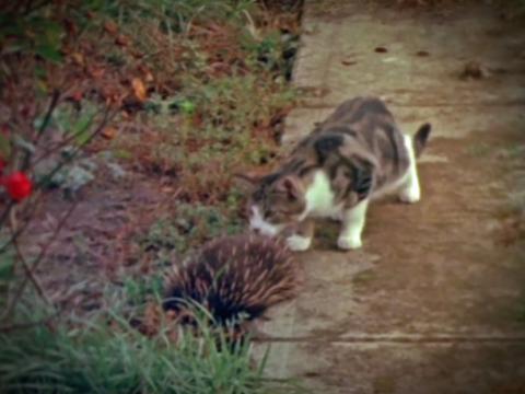 A curious tabby cat sniffs at an echidna on a suburban pathway. 