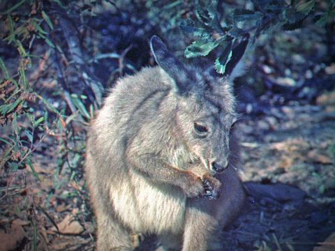 Close up of a small grey and brown wallaby in the bush.