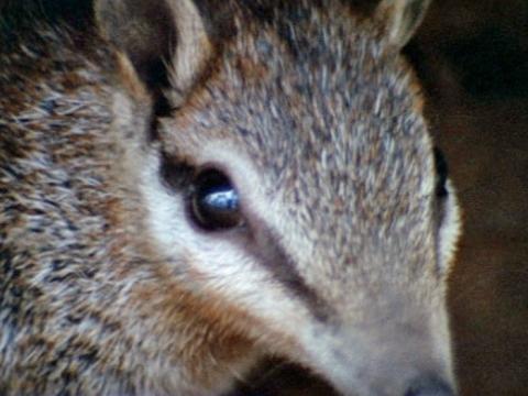 Close up on the face of a numbat in it's natural habitat.