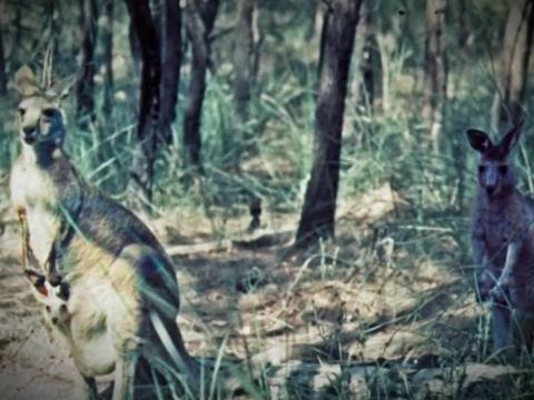 Two kangaroos standing upright in an area of bushland. One kangaroo has a joey in its pouch.