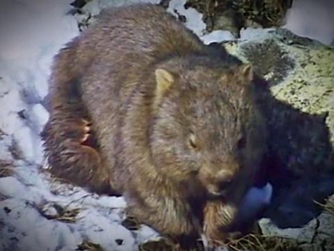 A wombat sitting in a rocky, grassy area covered in snow. 
