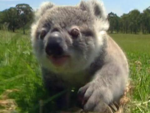 A close up of a baby koala on the ground in a grassy area walking towards the camera.