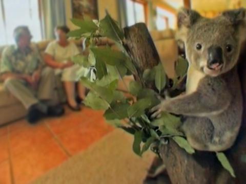 A koala sits on a branch of a tree indoors looking at camera. In the background slightly out of focus an elderly couple sit on a couch. 