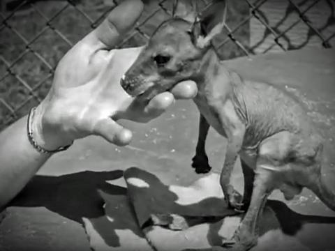 A close up of a tiny baby kangaroo standing on a table being hand fed by a zookeeper. 