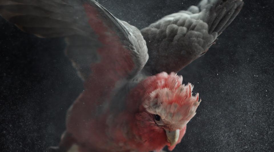 A galah with wings raised in flight and head pointing down, close to the camera