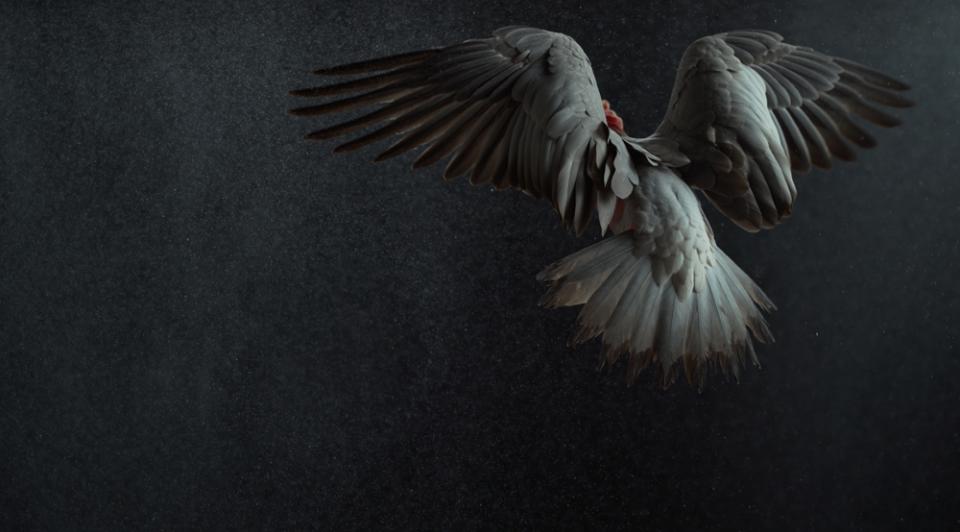 A galah with wings outstretched taking off in flight and seen from behind
