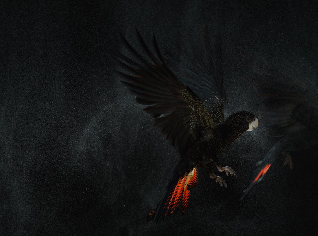 A red-tailed black cockatoo spreading its wings in preparation for flight