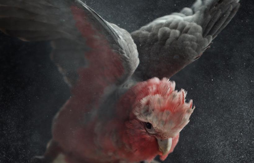 A galah with wings raised in flight and head pointing down, close to the camera