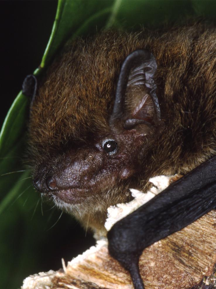 A close-up photo of a microbat with its head resting against a leaf.