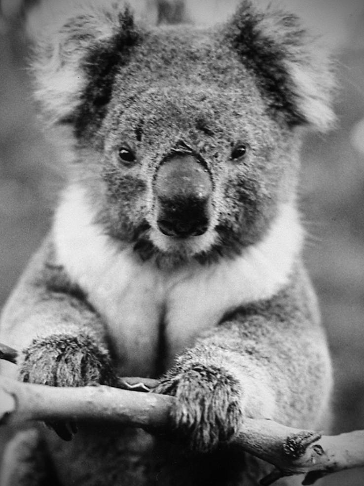 Close up of a koala sitting in a branch looking directly at the camera.