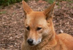 Photo of a dingo Photo of a dingo