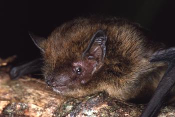 Close up of a micro bat.