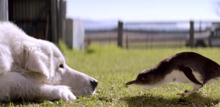 A dog with its head resting on the grass comes face to face with an inquisitive penguin