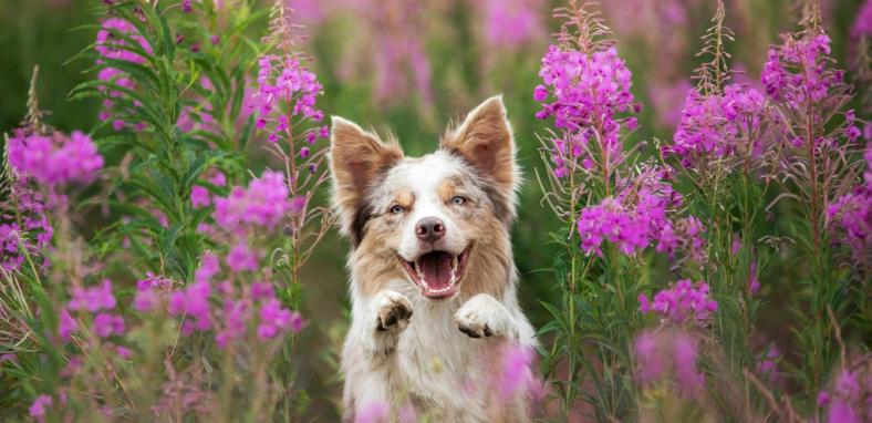 Top Dog Film Festival 