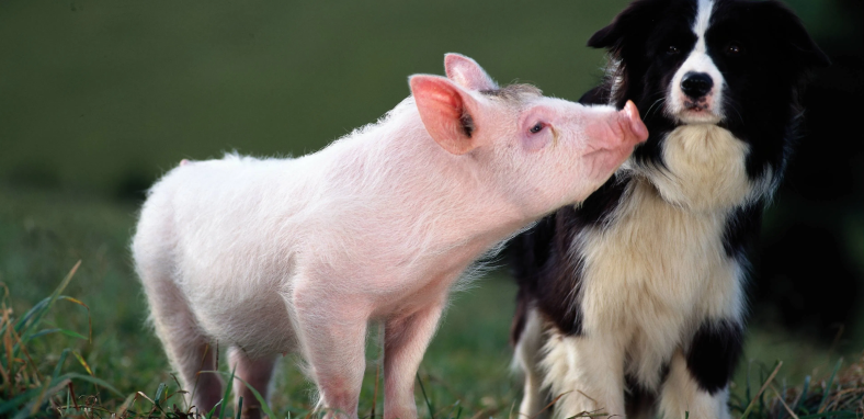 Still from Babe (1995)