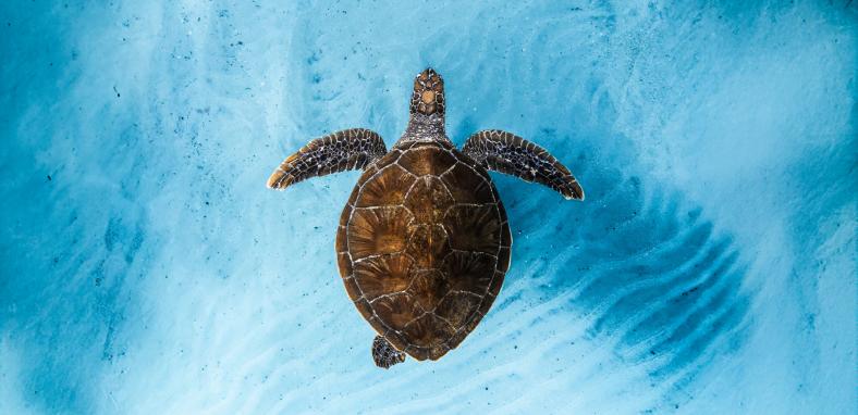 Ocean Film Festival World Tour poster