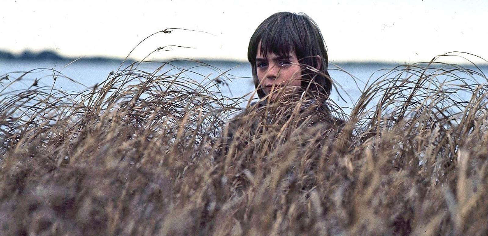 Storm Boy - Greg Rowe looks through long grass collection cover image Greg Rowe as Storm Boy looking at the camera through long grass