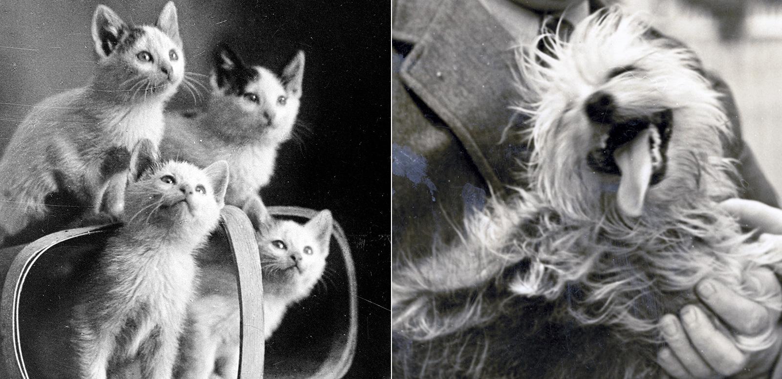 Four kittens looking up out of a basket alongside an image of a dog being held by someone - it has its head tilted sideways with its tongue hanging out.