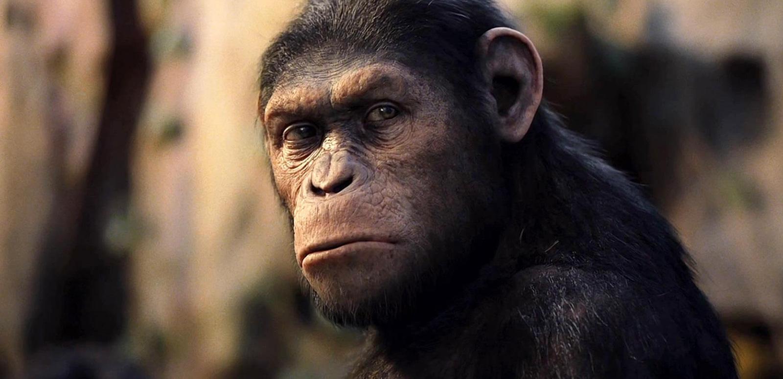 Close up on the face of an ape from the film Rise of the Planet of the Apes