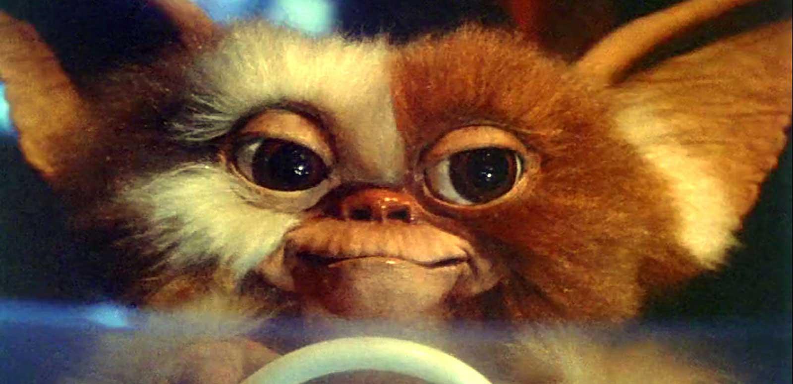 Close up of a cute furry creature from the film Gremlins