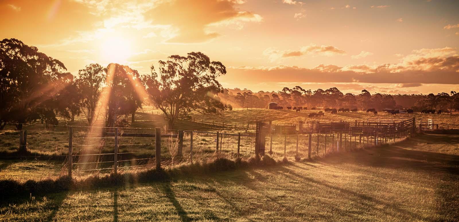 Sunset view of fenced paddocks on a cattle farm in Gippsland in regional Victoria.