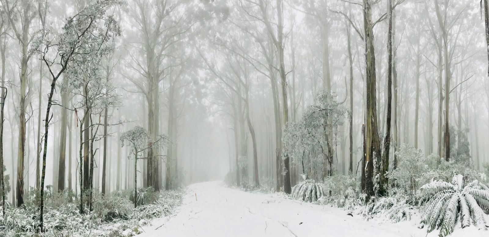 A snow-covered road passing through a misty forest
