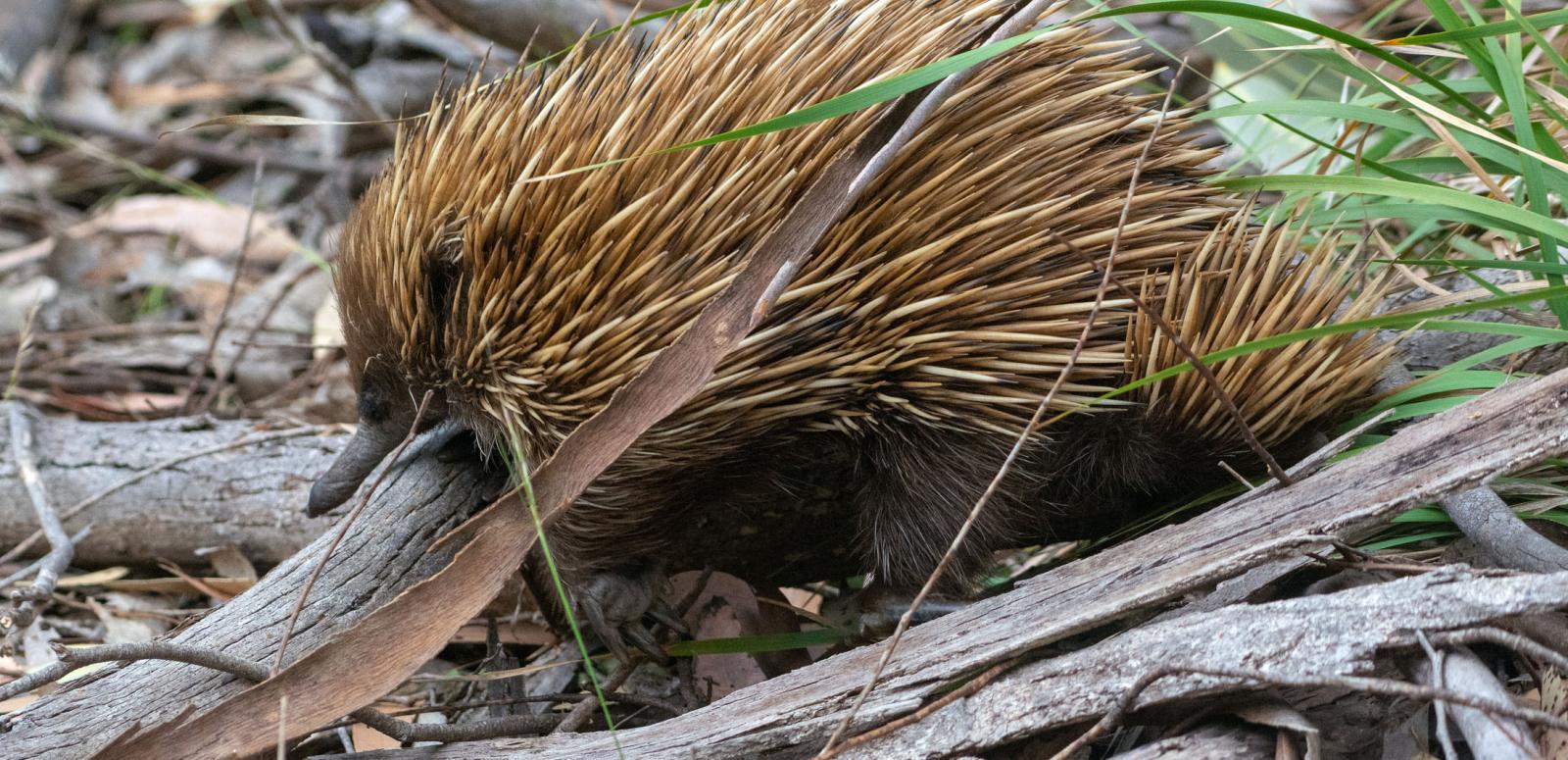 An echidna in the bush in Flinders Chase National Park on Kangaroo Island, South Australia.