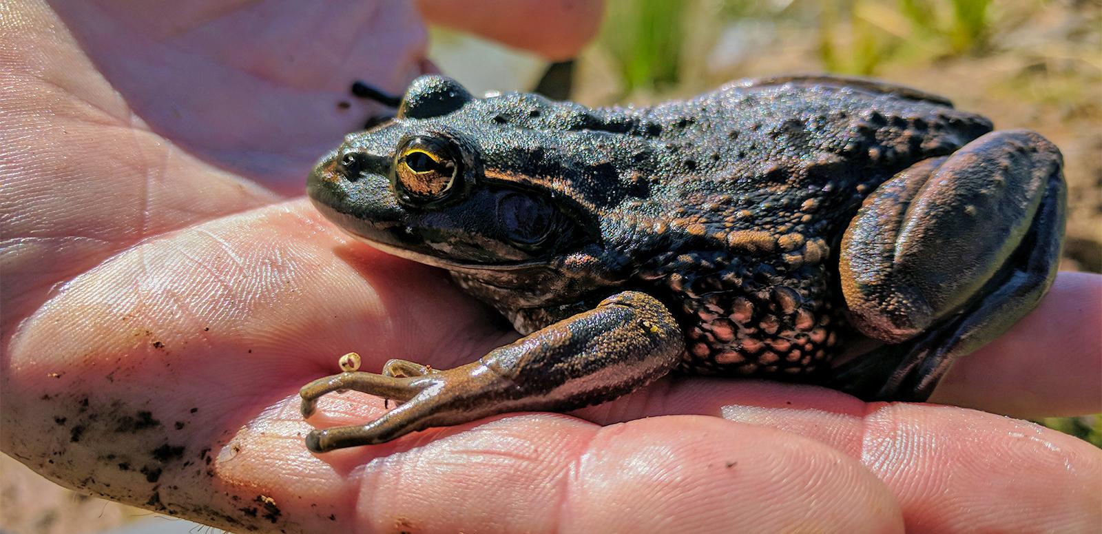 A growling grass frog sitting on the fingers of a man's hand A growling grass frog sitting on the fingers of a man's hand