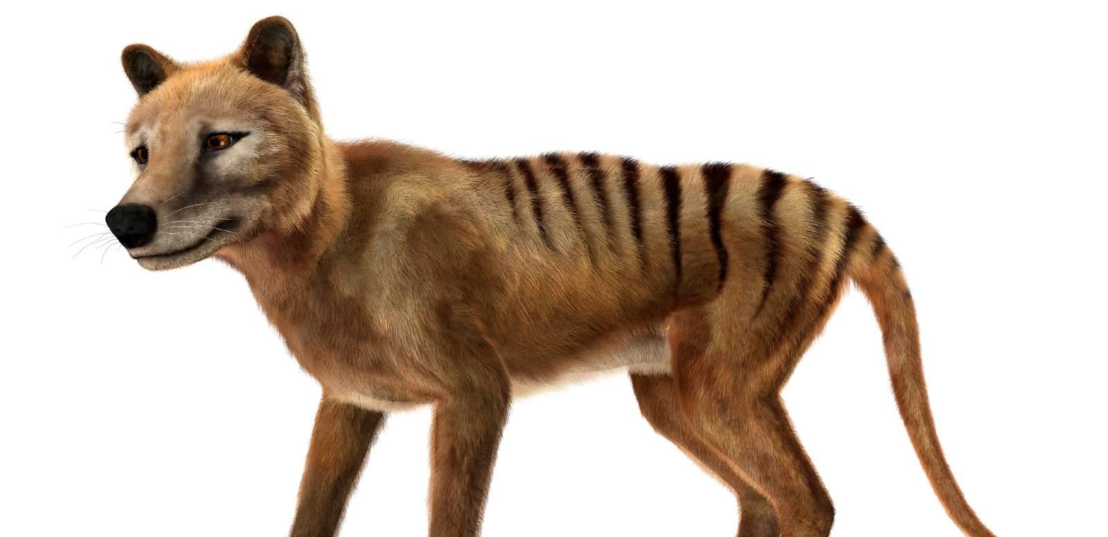A 3D rendering of an extinct thylacine, or Tasmanian Tiger