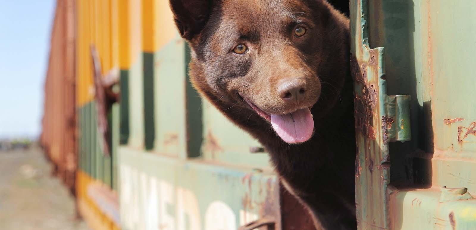 Red Dog, a kelpie-cattle dog cross, pokes his head out of the window of a travelling train
