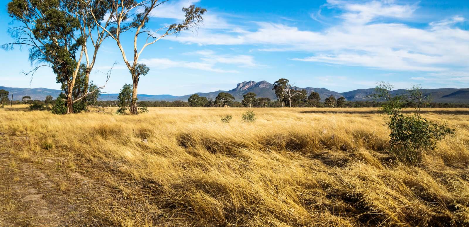 A grassy field in rural Australia with gum trees and mountains in the background