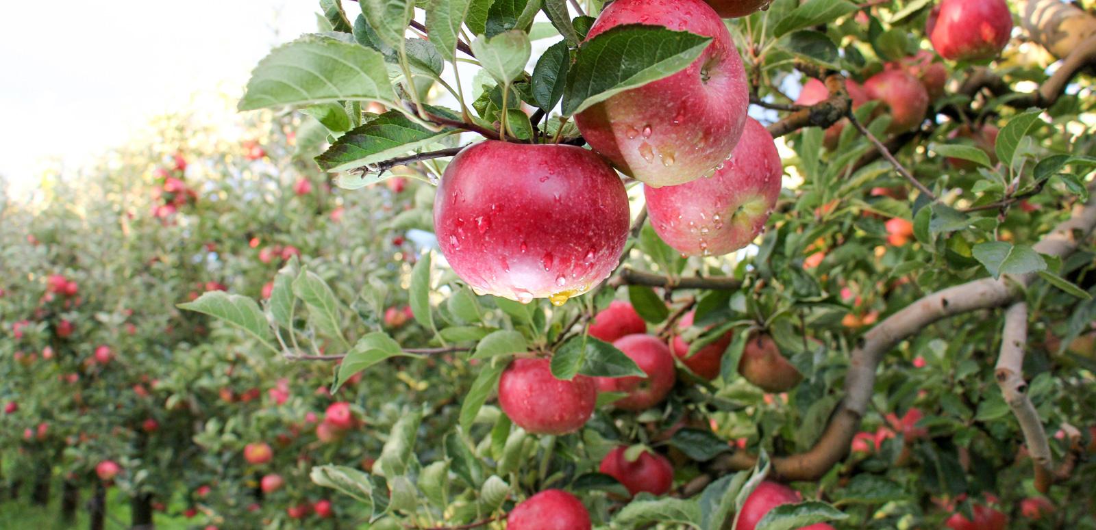 Apple orchard Close up of some apples on a tree in an apple orchard