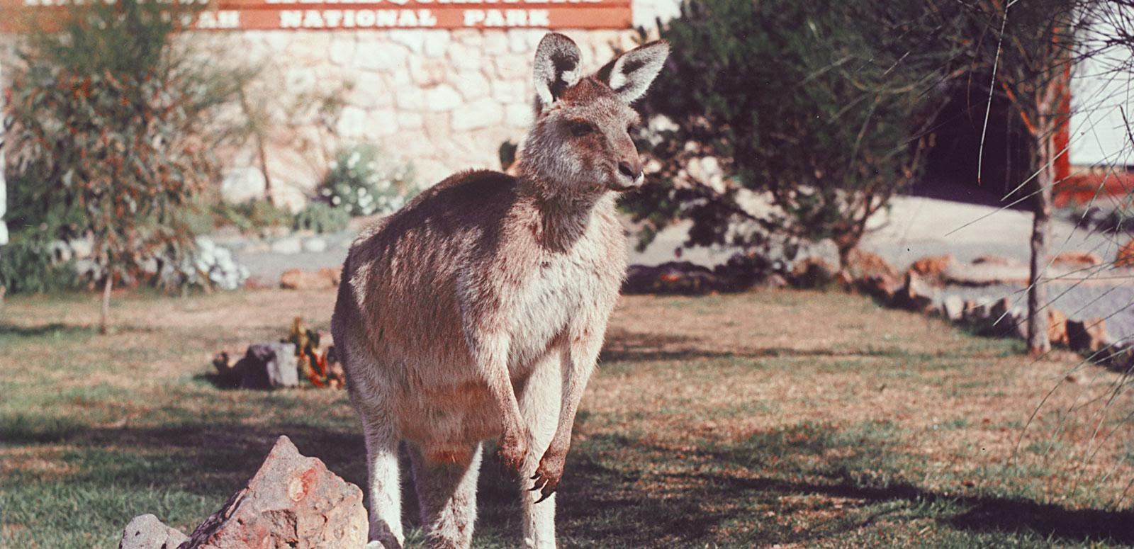 Skippy the kangaroo on a rock with Waratah National Park headquarters in the background Skippy the kangaroo on a rock with Waratah National Park headquarters in the background