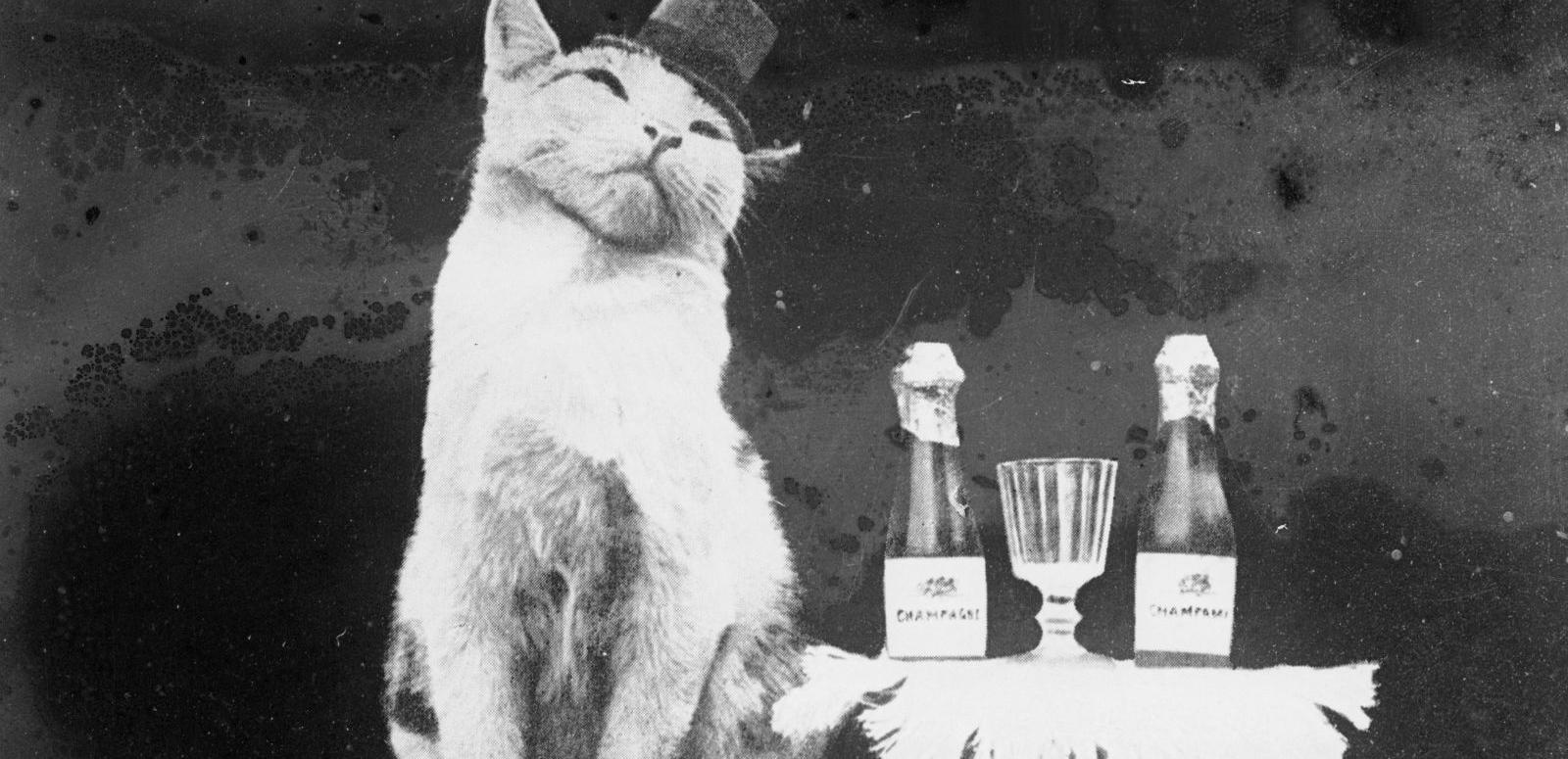 Cat wearing a top hat and sitting next to a small table with champagne bottles and glasses on top.