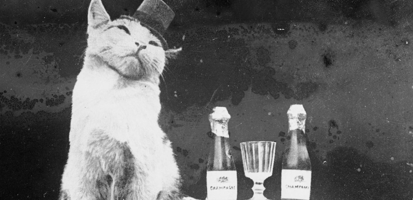 Vintage cats collection image Cat wearing a top hat and sitting next to a small table with champagne bottles and glasses on top.