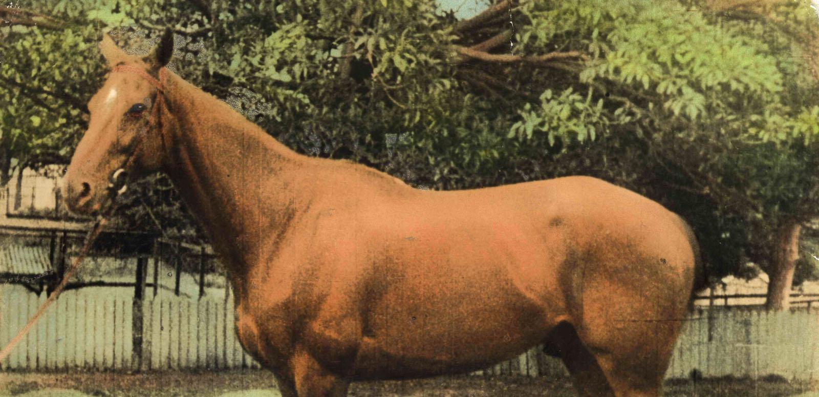 Phar Lap the 'Red Terror' A hand-coloured image of Phar Lap, the 'red terror'. He is a beautiful horse. He stands alone outside.