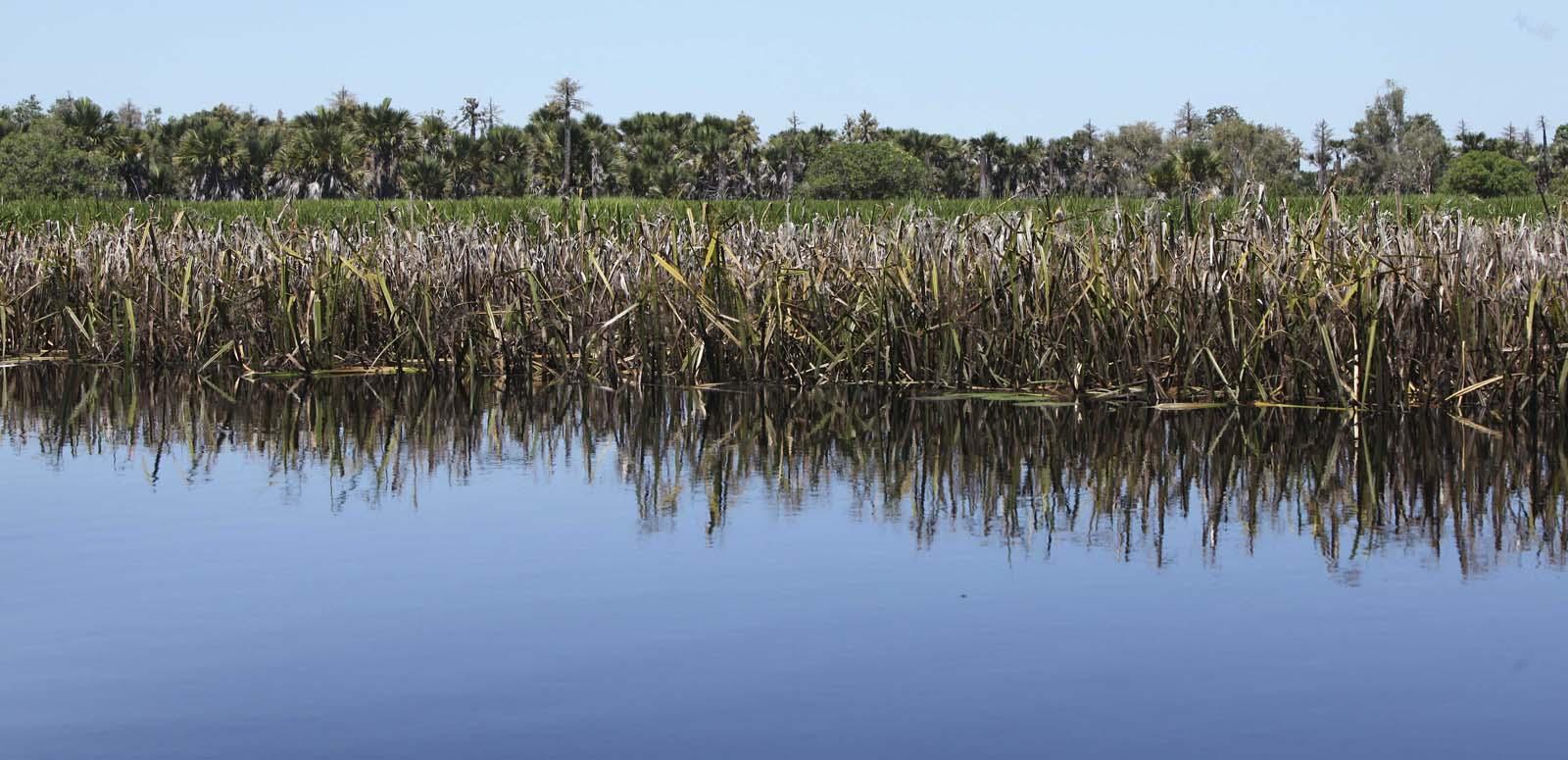 A still of Yolngu Country in Arnhem Land in the Northern Territory with water, long grass, trees and sky.