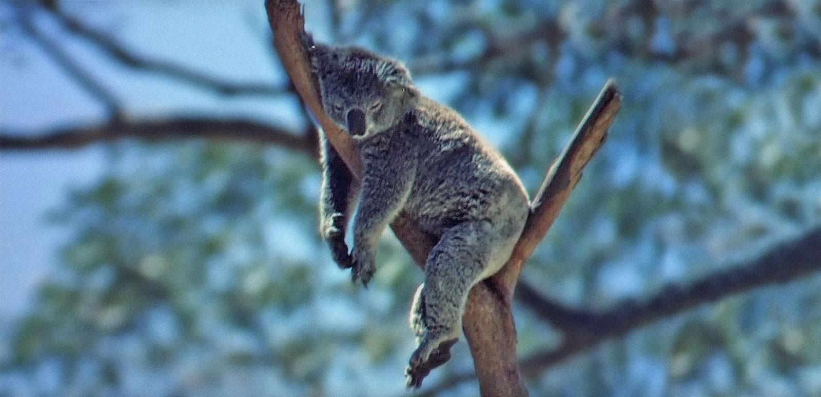 Australian Animals | National Film and Sound Archive of Australia Australian Animals | National Film and Sound Archive of Australia