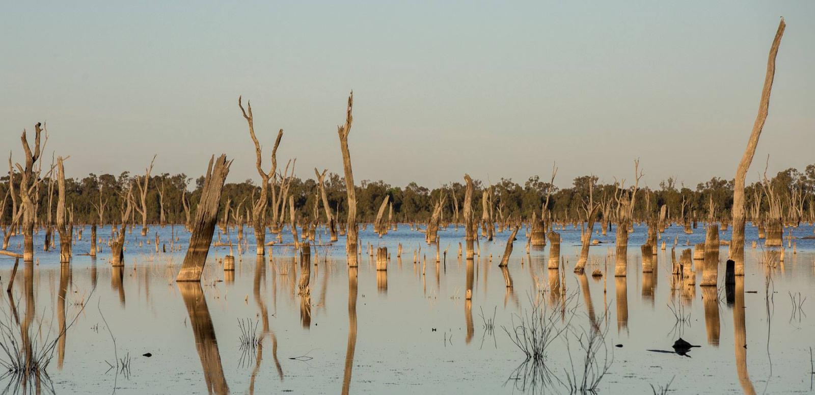 Lake with dead trees