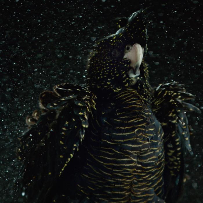 A black cockatoo shaking water droplets off its wings