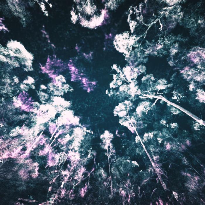 Looking up at a 3D negative projection of a canopy of trees in a forest