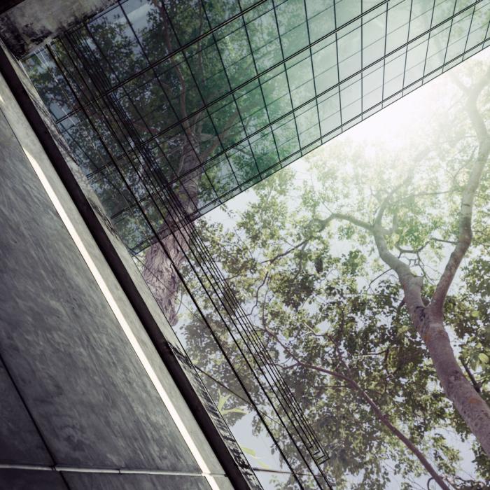 View from next to a tall building looking directly up towards to the sky at some overhanging trees