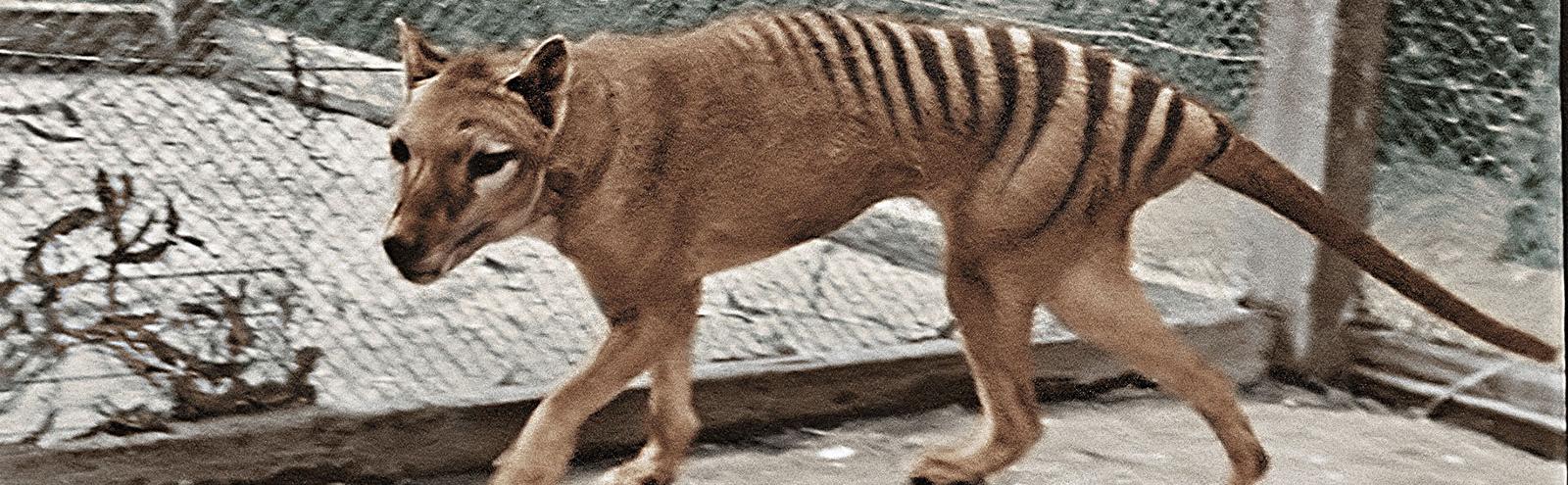 Colourised image of a Tasmanian tiger pacing its cage in Hobart Zoo
