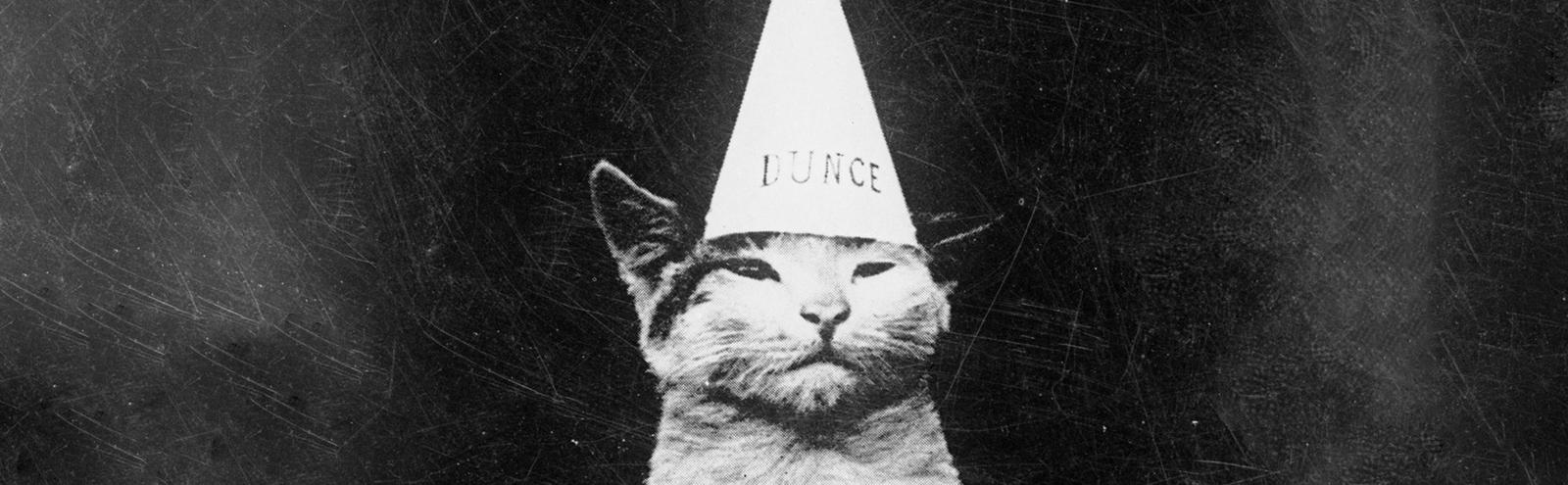 A cat wearing a conical Dunce hat