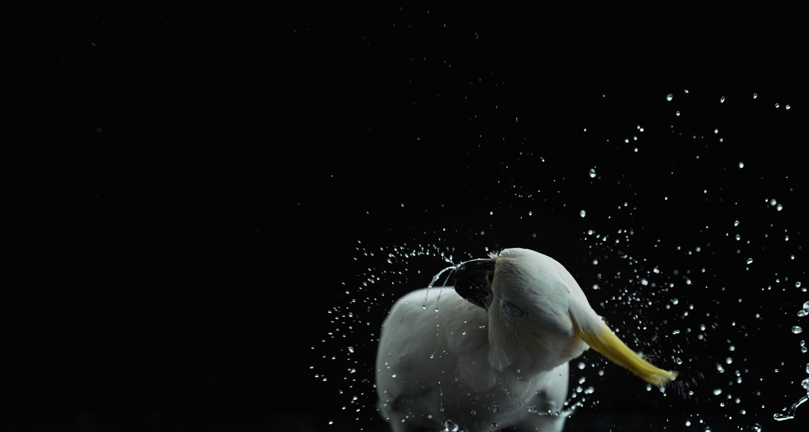 A sulphur-crested cockatoo shaking water droplets off its head