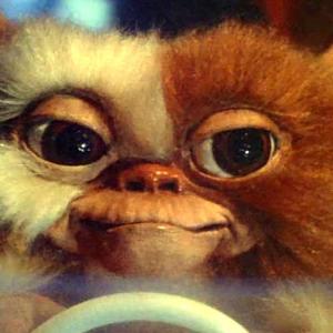 Close up of a cute furry creature from the film Gremlins