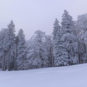 Photo of a snowy forest 